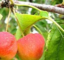 саженцы ранних сортов яблонь Пермь