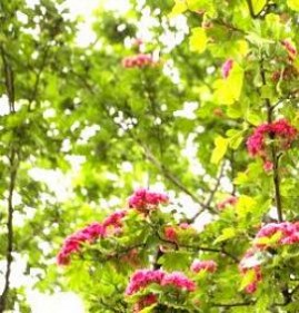 саженцы боярышника для живой изгороди Пермь