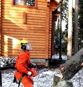 химическое удаление деревьев Пермь