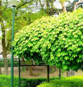 саженец остролистного клена   Пермь
