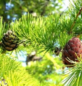 саженцы лиственница сибирская  Пермь