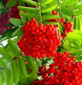 Лиственные саженцы Пермь