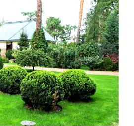 Озеленение земельного участка