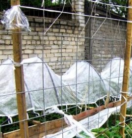 Парник из дуг для огурцов Пермь