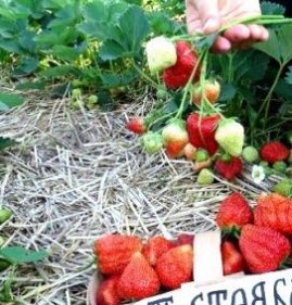 рассада клубники елизавета 2 Пермь