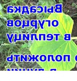рассада огурцов для теплицы Пермь