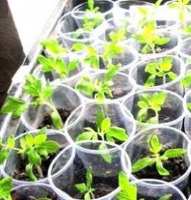 рассада огурцов и томатов Пермь