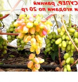 саженцы винограда розовый супер   Пермь