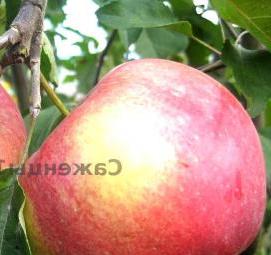 саженцы яблони белорусское сладкое Пермь