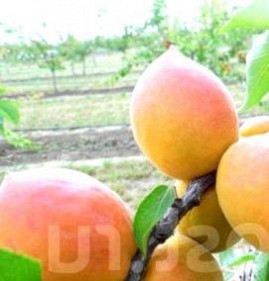 саженцы абрикосов для средней полосы Пермь