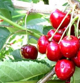 саженцы черешни из питомника Пермь