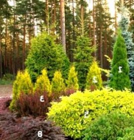 саженцы цветов деревьев и кустарников Пермь