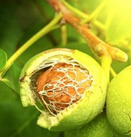 саженцы грецкого ореха садко Пермь