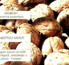 саженцы карликового грецкого ореха Пермь