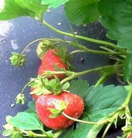 саженцы клубники из питомника Пермь