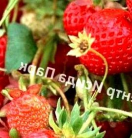 саженцы клубники королева елизавета Пермь