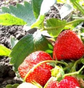 саженцы клубники королева елизавета 2 Пермь