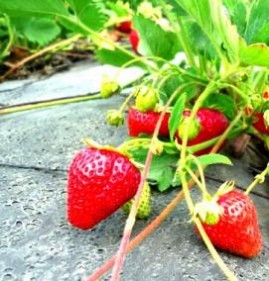саженцы клубники на подоконнике Пермь