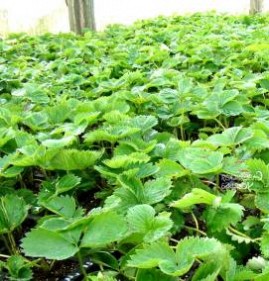 саженцы клубники садовой Пермь