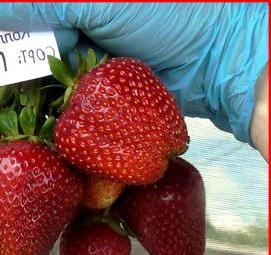 саженцы клубники в горшках Пермь