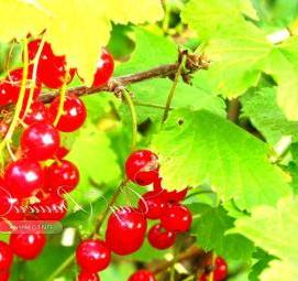 саженцы красной смородины Пермь