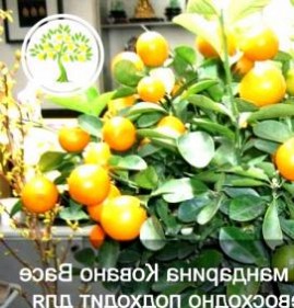 саженцы комнатного мандарина  лимона Пермь