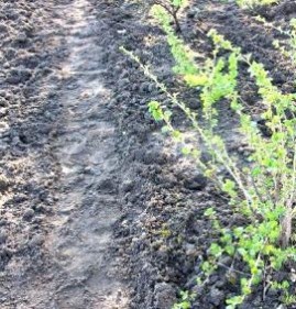 саженцы плодово ягодных кустарников Пермь