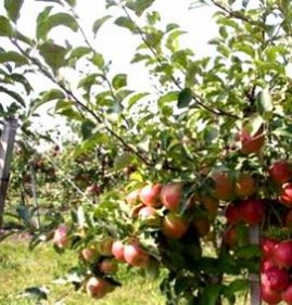 саженцы плодовых деревьев и кустарников Пермь