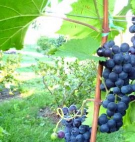 саженцы винограда черный сапфир Пермь