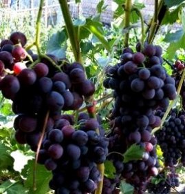 саженцы винограда для средней полосы Пермь