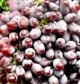 саженцы винограда кишмиш юпитер Пермь