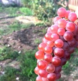 саженцы винограда сомерсет сидлис Пермь