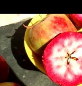 саженцы яблони байя мариса Пермь