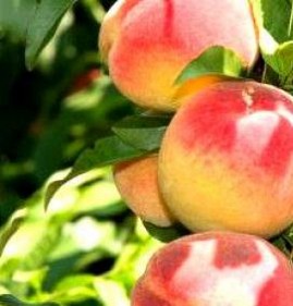саженец персика воронежский кустовой Пермь
