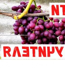 саженец винограда памяти учителя Пермь