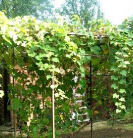 шпалера для винограда из металла Пермь