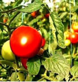 удобрение для рассады томатов и перца Пермь