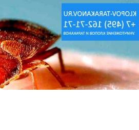 уничтожение клопов дезинсекция Пермь