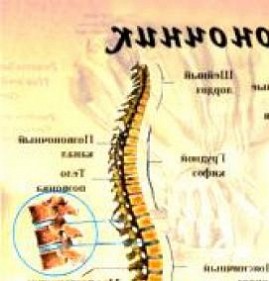 Визуализация позвоночника Пермь