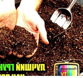 Живой грунт для рассады Пермь