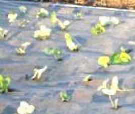 Агропленка для клубники - модель 1