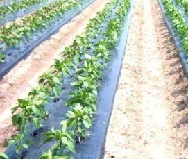 Агропленка для клубники - модель 4