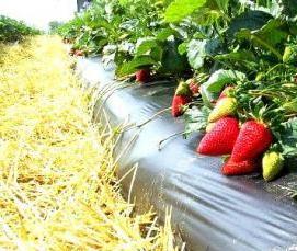 Агропленка для клубники - модель 3