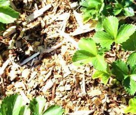 Агропленка для клубники - модель 2