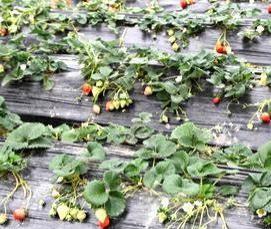 Агропленка для теплиц - тип 2