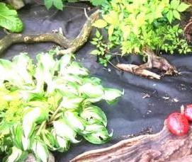 Агропленка от сорняков - вариант 3