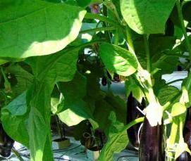 Алексеевские теплицы - вариант 4