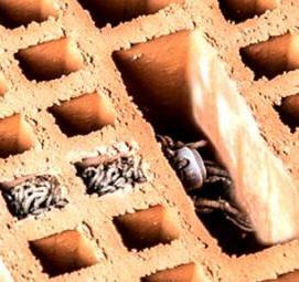 Анкер для пустотелых плит - вариант 4