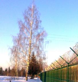 Армированная колючая лента АКЛ типа Репейник - модель 3