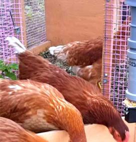 Автоматическая кормушка для кур с таймером - модель 4